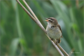 <p>RÁKOSNÍK PROUŽKOVANÝ (Acrocephalus schoenobaenus) jižní Morava ---- /Sedge warbler - Schilfrohrsänger/</p>